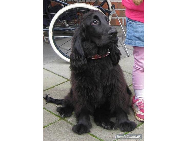 Cocker spaniel Charlie solgt:'( billede 1