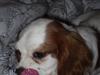 Cavalier king charles spaniel Prada 