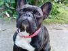 Fransk bulldog Giz