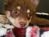 Chihuahua Kashmir