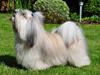 Bichon havanais Happy Friends Yakety Yak 