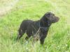 Labrador retriever Jack. R.I.P [ Himmelhund]