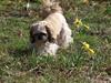 Shih tzu Sniffer