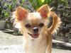 Chihuahua Rosa