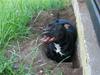 Staffordshire bull terrier Tenka