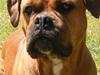 Blanding af racer Fatty - R.I.P [ Himmelhund]