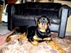 Rottweiler Xena