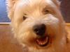 West highland white terrier Mickey