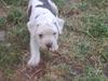 Amerikansk bulldog Margrethelunds Peewee