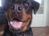 Rottweiler Max