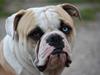 Amerikansk bulldog ABO´s King Joey