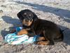 Rottweiler Bailey