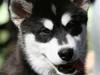 Alaskan malamute Jet