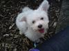 Malteser Douglas <3 [ Himmelhund]