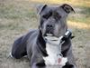 Amerikansk staffordshire terrier Blue ''Almas'' Diana