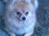 Papillon Cille