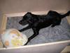 Blanding af racer Chico [Tidl. hund]