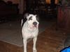 Amerikansk staffordshire terrier dina