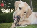 Labrador retriever | Walter