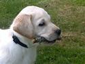 Labrador retriever Nanoq