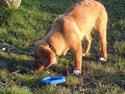 Nova scotia duck tolling retriever Haldor *DØD*