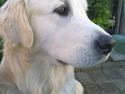 Golden retriever Catithre Paw(Rocky)