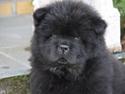 Chow chow Anton