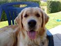 Golden retriever Bella