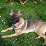 Schæferhund Freja - gået bort -