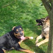 Schæferhund Freja - gået bort -