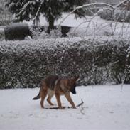 Schæferhund Freja - gået bort -