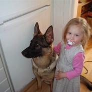 Schæferhund Freja - gået bort -