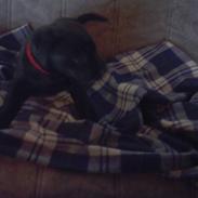 Blanding af racer Fie 