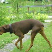 Dobermann sparta 