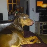 Dobermann sparta 