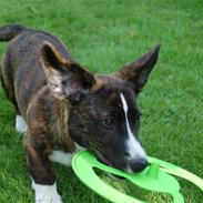 Welsh corgi cardigan Faarup Gonzo