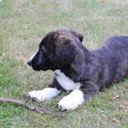 Welsh corgi cardigan Faarup Gonzo