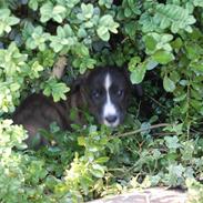 Welsh corgi cardigan Faarup Gonzo