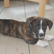 Welsh corgi cardigan Faarup Gonzo