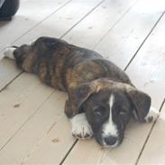 Welsh corgi cardigan Faarup Gonzo