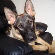 Schæferhund Freja - gået bort -