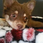 Chihuahua Kashmir