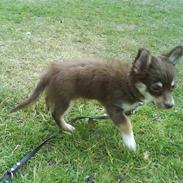Chihuahua Kashmir