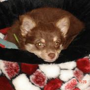 Chihuahua Kashmir