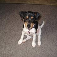 Dansk svensk gaardhund Freja