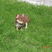 Chihuahua Kashmir