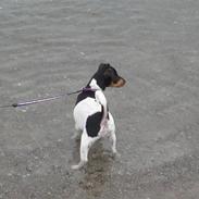 Dansk svensk gaardhund Freja