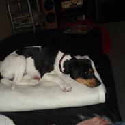 Dansk svensk gaardhund Freja