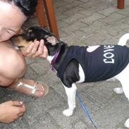 Dansk svensk gaardhund Freja