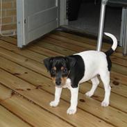 Dansk svensk gaardhund Freja